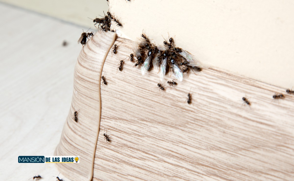 Keep ants out of your house|Baking Powder for Ants